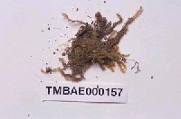 藏品(疣柄美喙苔)的圖片